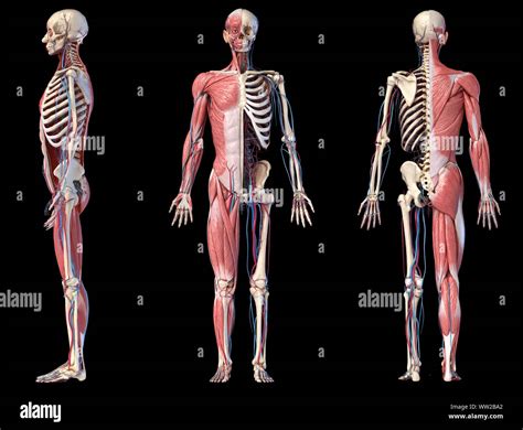 fotos de cuerpo humano|anatomia del cuerpo humano fotos.